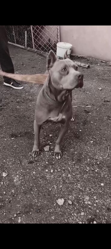 İtlər: Pitbul, 1 il, Erkek, Peyvəndli, Ödənişli çatdırılma — 8