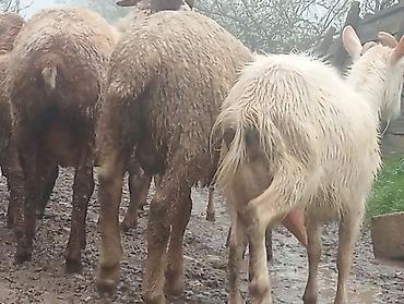 ördək balası və cücə: Super 1ci qarına super sanen keçi damazlıqa yararlı — 3