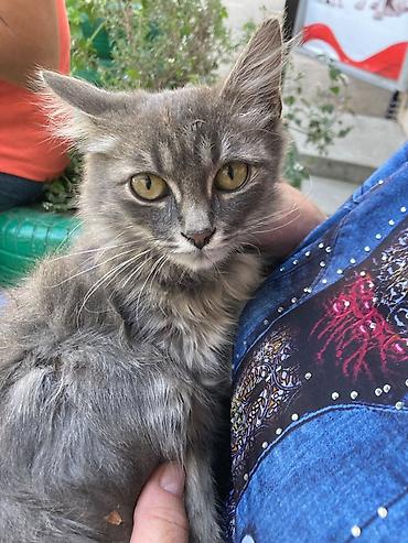взять котика в добрые руки: Кошка даром: Беспородная, Девочка — 1