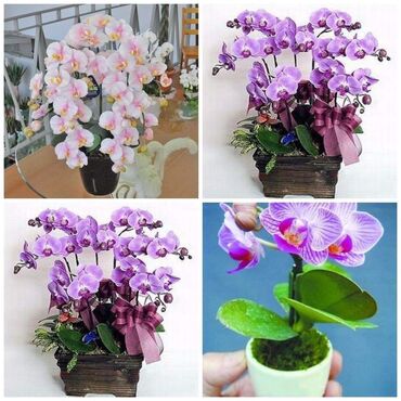 Semena i sadnice: Orhideja seme
Cena:550din/10semenki — 15