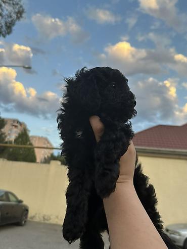 itləri: Pudel, 2 ay, Ünvandan götürmə, Ödənişli çatdırılma — 3
