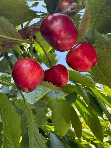 Həyət evləri və villaların satışı: 6 otaqlı, 192 kv. m, Yeni təmirli — 14