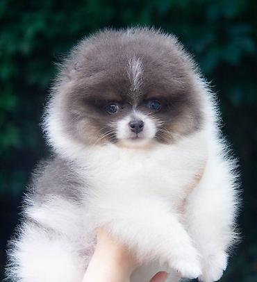 Продажа собак: Шпиц, 2 месяца, Самец — 7