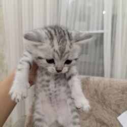 Pişiklər: Şotland, Dişi, Yaxşı əllərə, Ünvandan götürmə -da lalafo.az — 10 Pişiklər: Şotland, Dişi, Yaxşı əllərə, Ünvandan götürmə — 10