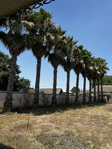 şam ağacı növləri: Satılır: Yetkin Washingtonia robusta (Fan palmaları) – 11 ədəd — 2