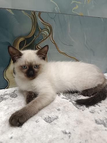 Pişiklər: Siam, Erkək, Dişi, Yaxşı əllərə, Ünvandan götürmə, Pulsuz çatdırılma, Ödənişli çatdırılma — 1