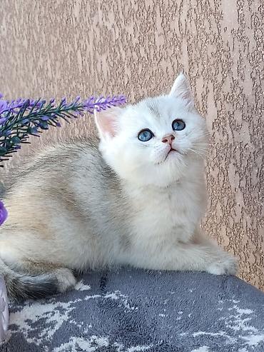 кошка скоттиш фолд цена: Скотиш Фолд (Шотландская вислоухая), 1 месяц, Девочка, Золотая шиншилла, Приучена к лотку, Проглистована — 1