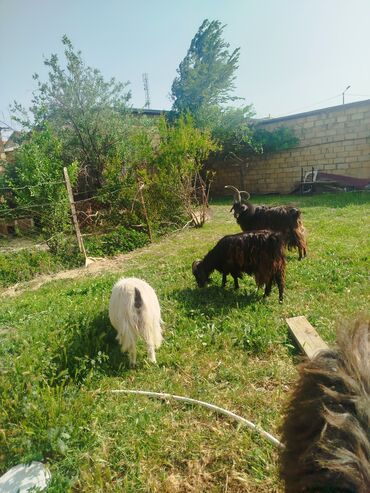 cuceye verilen adlar: Erkək, il: 1, Ünvandan götürmə, Ödənişli çatdırılma