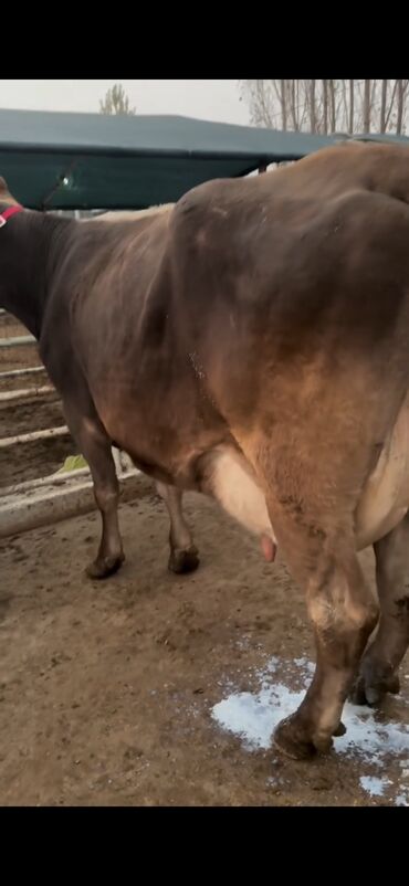 Inəklər, öküzlər: Simental tipli inək və buzov dəsti - Cins/Tip: Simental (qəhvəyi -da lalafo.az — 7 Inəklər, öküzlər: Simental tipli inək və buzov dəsti - Cins/Tip: Simental (qəhvəyi — 7