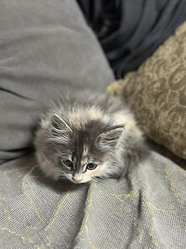 scottish fold: Пушистый котёнок с длинной шерстью и необычным трёхцветным — 2
