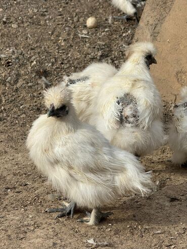 бройлеры оптом: Продам китайский шелк куры петухи