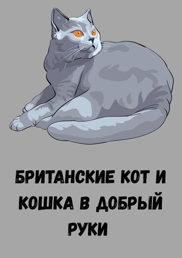 отдам даром породистых котят: Мышык бекер берилет: Британ кыска жүндүү, 5 жаштан жогору, Эркек, Бычылган, Лотокко барууга үйрөтүлгөн, Курттардан тазаланган