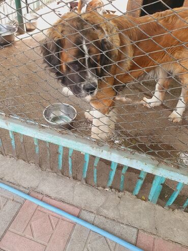 Вязка собак: Вязка: Самец, 2 года, С прививкой, С родословной — 4