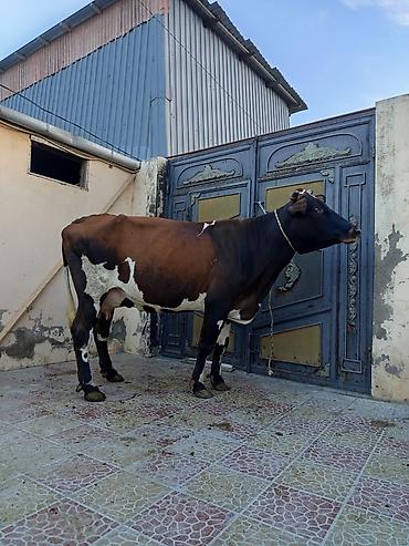 Inəklər, öküzlər: 2 ci qarna balali duye sudu 18 litr .mayin 14 du dogub balasi erkeydi — 4