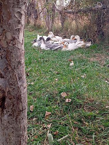 Молодые утки, смешанных окрасов (белые, серые, пестрые). На фото — — 4