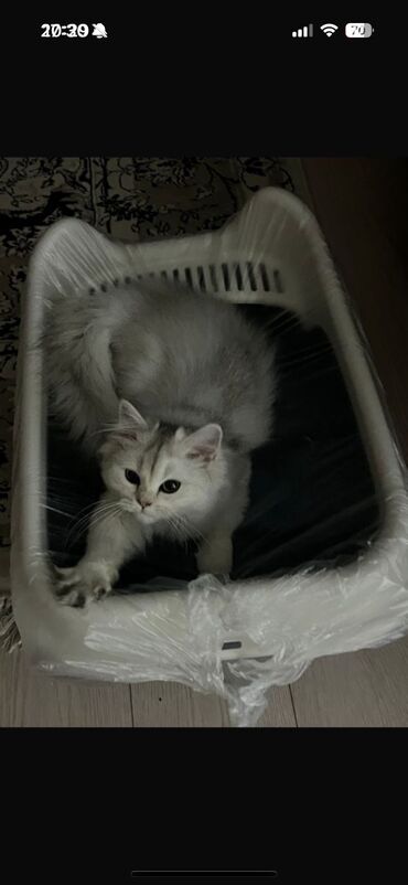 Продажа кошек: Скотиш Фолд (Шотландская вислоухая), 2 месяца, Девочка at lalafo.kg — 20 Продажа кошек: Скотиш Фолд (Шотландская вислоухая), 2 месяца, Девочка — 20