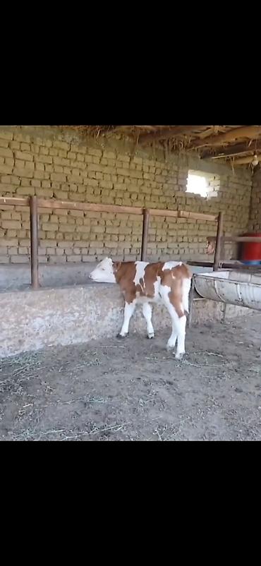 Dana, buzov: Satılır: 3 baş cins buzov - Növ: ətlik-südlük istiqamətli simmental -da lalafo.az — 9 Dana, buzov: Satılır: 3 baş cins buzov - Növ: ətlik-südlük istiqamətli simmental — 9