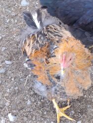 сколько стоит собака породы доберман: Продаю петухов порода Курчавые