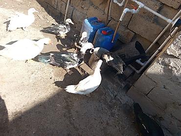 Ördəklər: Heyet balaca olduqdan satram 260 manata 12 dənədi 2 Erkey 10 dişi — 14