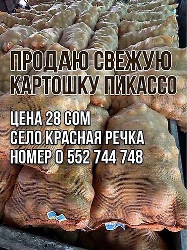 Картошка Пикассо, Оптом, В розницу