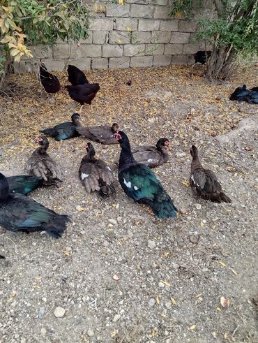 Ördəklər: Amerkan zumrudu lala ordeklerin 5 Ayliq ve 4 Ayliq balalari satilir — 4