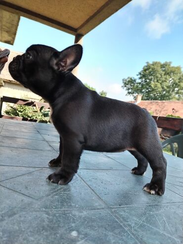 Psi: Mužjak francuskog buldoga dostupan za PARENJE Star 6 godina ima 5 — 8