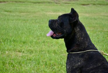 Psi: Postanite vlasnik jednog od naših vrhunskih Cane Corso štenaca — 28