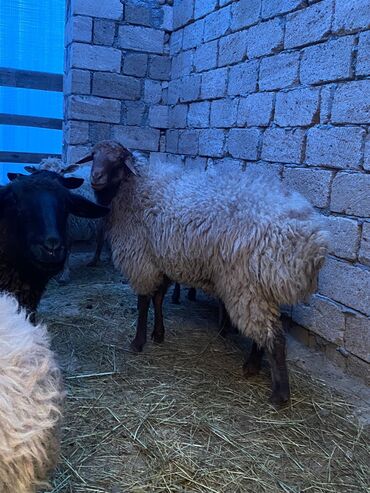 Qoyunlar, qoçlar: Erkək, Qala, il: 2, Damazlıq, Ünvandan götürmə — 8