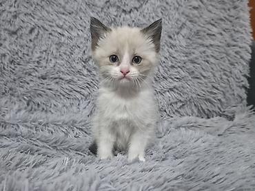ориентальные котята купить: Котята!!!!!Сиамские Котята, кушают все, к лотку приучены Описание: - — 1