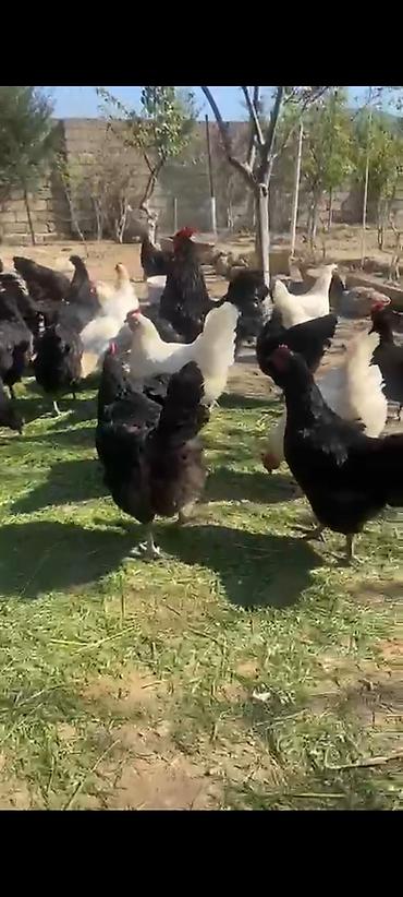 tovuz quşu qiyməti: Avstralop toyuqları böyükləri 30 manatdan 3 aylıqları 10 manat ay — 4