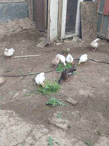 otlar sekilleri: Məhsul: Ördəklər (ağ və rəngarəng) Təsvir: - Həyətyanı şəraitdə — 1