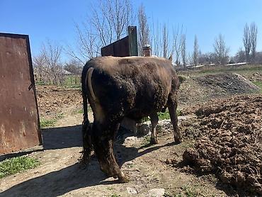 Коровы, быки: Продаю | Бык (самец) | На откорм | Племенные at lalafo.kg — 24 Коровы, быки: Продаю | Бык (самец) | На откорм | Племенные — 24