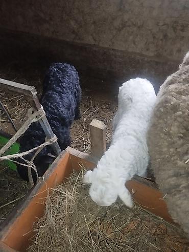 Баран, овца: Продаю | Овца (самка) | Полукровка | Для разведения | Матка — 5
