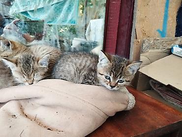 Мышыктар: Котята, тигровые табби - Возраст: примерно 1,5–2 месяца (по размеру и — 9