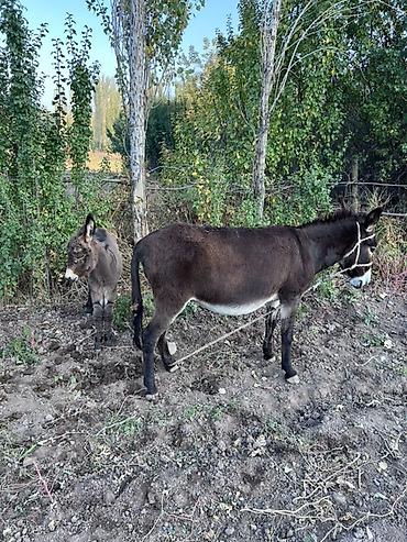 Ослы: самка с жеребёнком - Домашние ослы тёмно‑бурой масти с белыми