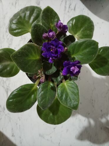 Otaq bitkiləri: Afrika bənövşəsi (Saintpaulia) kolleksiyası - Rəng çeşidi: açıq — 11