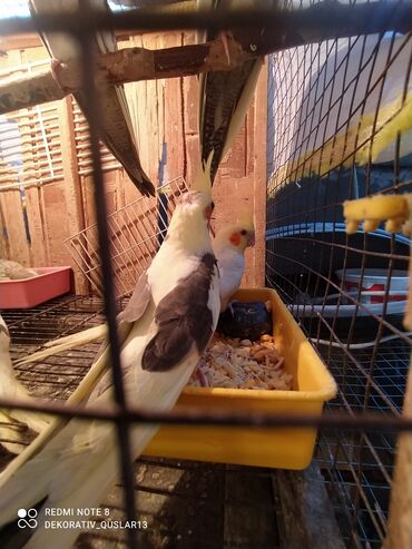 Tutuquşları: Salam bayram endi̇ri̇mləri̇ davam edi̇r . Bi̇ldi̇rmək i̇stərdi̇mki̇ — 12