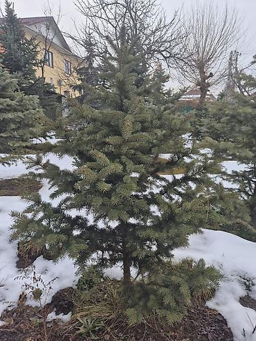 Ель: Ели для озеленения участка - Породные хвойные деревья с плотной — 6