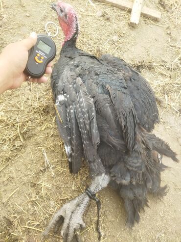 Индюки: Продаю | Индюк (самец) | Полукровка | На забой | Племенные — 8