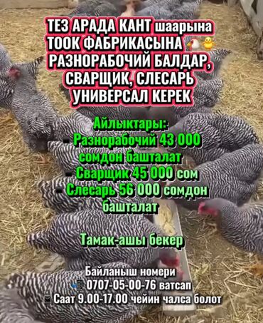 требуется в кафе: ТЕЗ АРАДА КАНТ шаарына ТООК ФАБРИКАСЫНА 🐔🐥 РАЗНОРАБОЧИЙ БАЛДАР