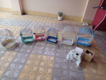 сколько стоит лошадь в азербайджане: Quş qəfəsləri və aksesuarları dəsti - Müxtəlif ölçülərdə 6 ədəd metal