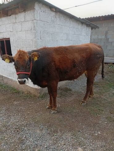 продам собаку объявление sobaka: Продаю | Корова (самка) | Ангус | Для молока | Привязанные
