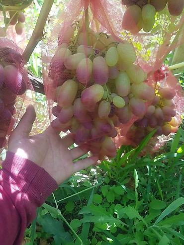 Продажа участков: 100 соток, Для бизнеса, Договор купли-продажи at lalafo.kg — 13 Продажа участков: 100 соток, Для бизнеса, Договор купли-продажи — 13