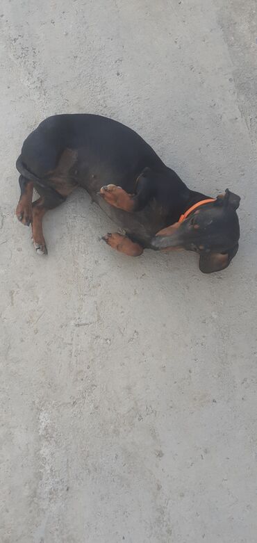 rottweiler balasi satilir: 2 il, Dişi, Peyvəndli