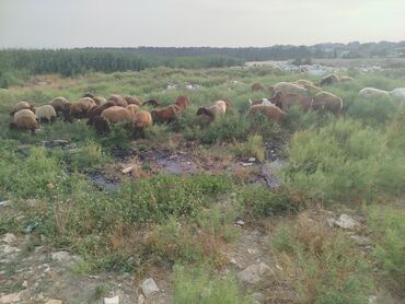 Erkək, Qala, il: 1, 30 kq, Damazlıq, Ünvandan götürmə