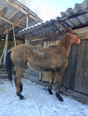 чистокровная арабская лошадь: Продаю | Жеребец | Для разведения