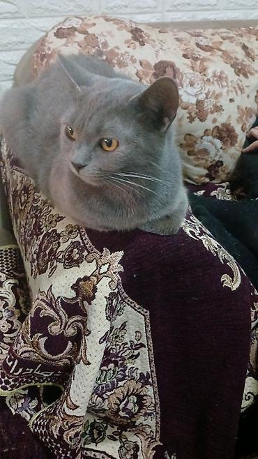 Pişiklər: Britan, Dişi, Yaxşı əllərə, Pulsuz çatdırılma — 4