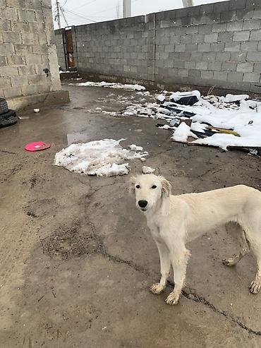 Продажа собак: Порода: тайган самка возраст 8 месяцев окрас белый. Описание: - — 8