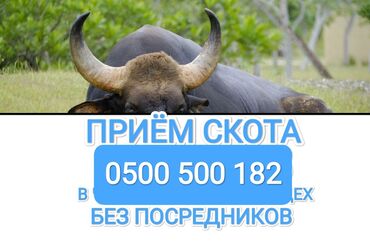 продаю тай: Куплю | Коровы, быки, Лошади, кони | Круглосуточно, Любое состояние, Забитый