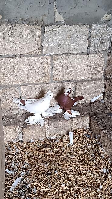 brama toyuqlari satisi: Cutduler bala verən quşlardi — 2